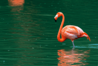 Contoh Prompt Gambar AI Burung Flamingo di Danau Contoh Prompt Gambar AI Burung Flamingo di Danau